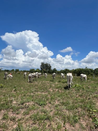 លក់គោមានច្រើនទំហំមានសុខភាពល្អ