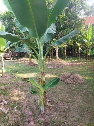 ដីចម្ការលំហែរ