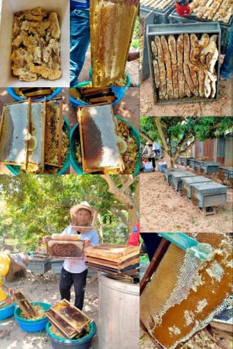 ទឹកឃ្មុំឆៅសុទ្ធ ៣លីត្រ ១០៥០០០៛ ហ្វ្រីសេវាដឹកជូន មានវិធីពិសោធន៍ទឹកឃ្មុំសុទ្ធ