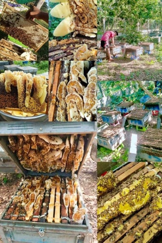 ទឹកឃ្មុំឆៅសុទ្ធ ៣លីត្រ ១០៥០០០៛ ហ្វ្រីសេវាដឹកជូន មានវិធីពិសោធន៍ទឹកឃ្មុំសុទ្ធ