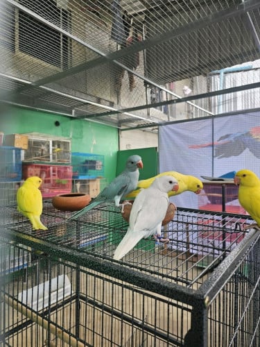 សេកលក់ តម្លៃចូលឆាត