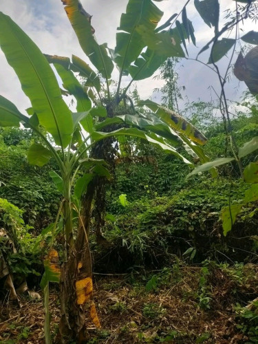 ដីលក់