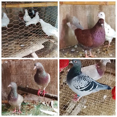 Forsell ព្រាបលក់