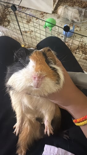 Guinea pig