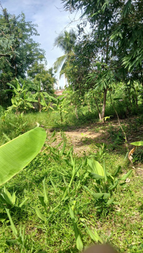 Land for sale 565m2 130$m2