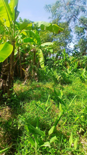 Land for sale 565m2 130$m2