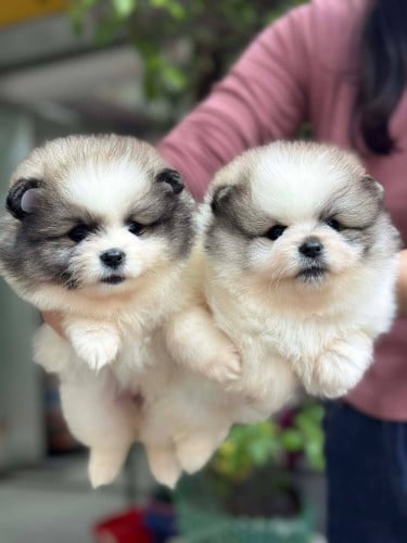 Pom panda