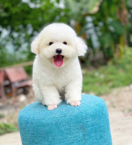 Poodle