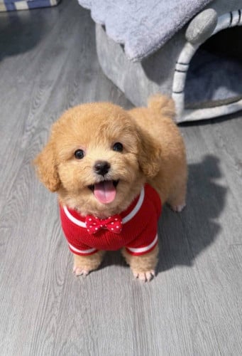 Poodle tcup