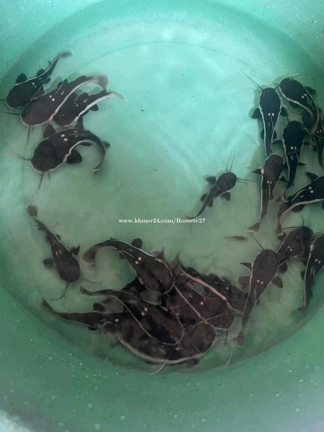 ឆ្នាំងឥណ្ឌា