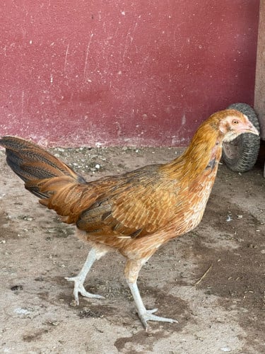មាន់លក់