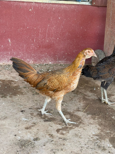 មាន់លក់
