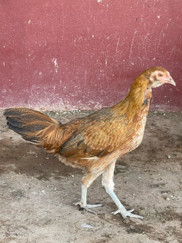មាន់លក់