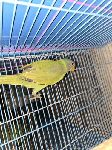 សេកកន្ទុយលឿនខៀវ