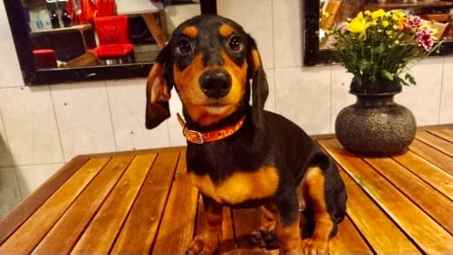 Dachshund puppy girl for sale