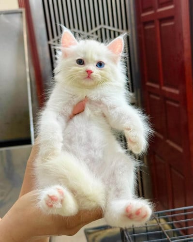Persian 2 color eyes