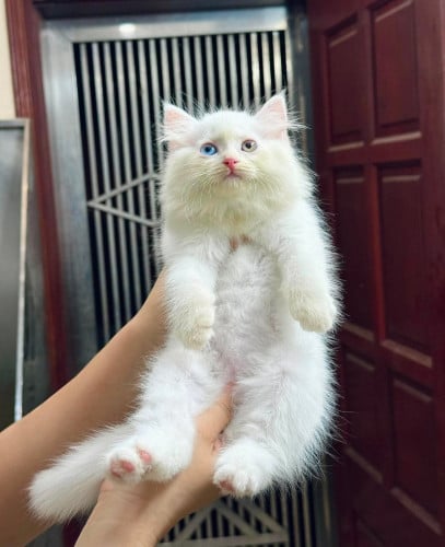 Persian 2 color eyes
