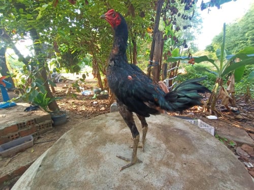 លក់មាន