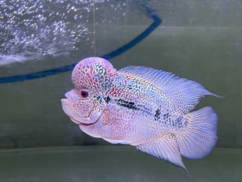 ឡហាន