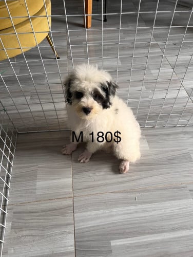 ភូដលជីសុឈ្មោល