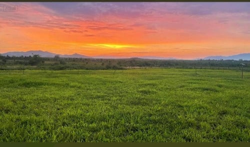 ដីចំការលក់បន្ទាន់