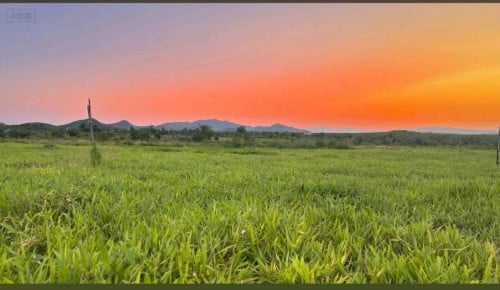 ដីចំការលក់បន្ទាន់