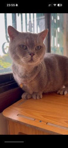 短腿蓝金渐层