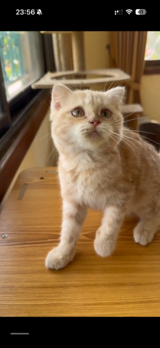 橘猫