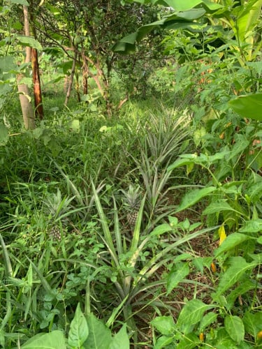 ដីចំការលក់