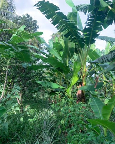 ដីចំការលក់