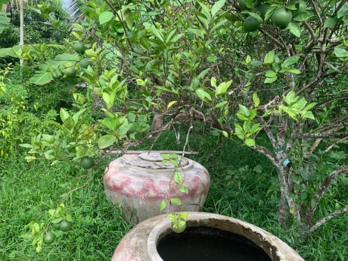 ដីចំការលក់