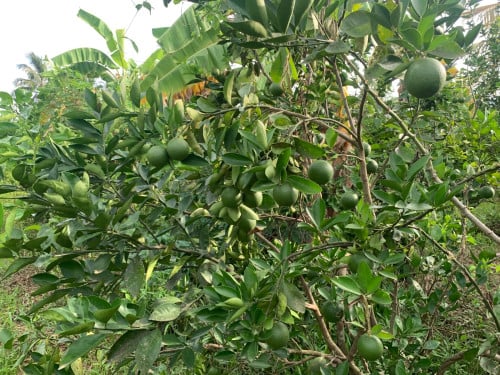 ដីចំការលក់