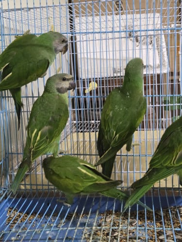 សេកសកខ្មែរ 100%សាំ100%