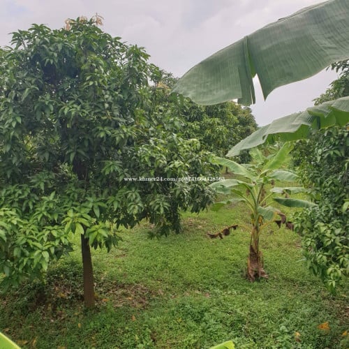 10ម ×100ម 🔥ដល់ច្រាំងទន្លេ 130ម