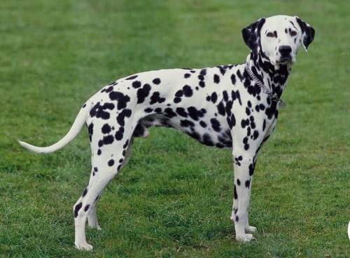Dalmatian