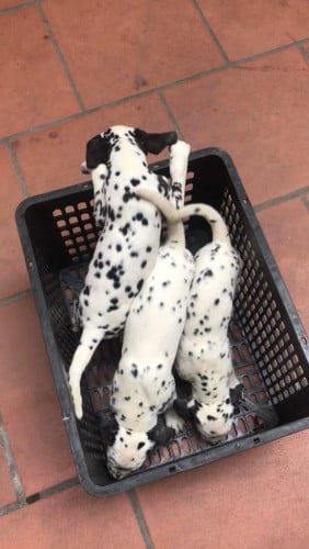 Dalmatian