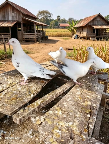 Forsell ព្រាបលក់