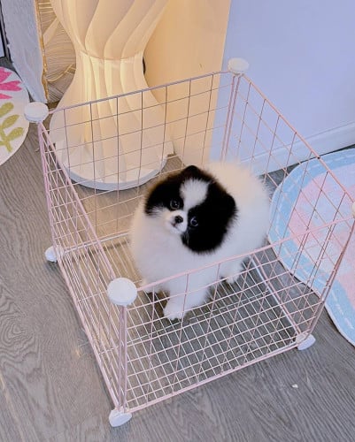 Pom tcup