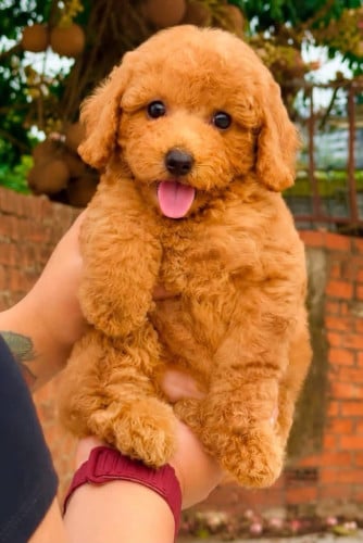 Poodle ស្រលាញ់អត់បងៗធានាភាពល្អសុខ