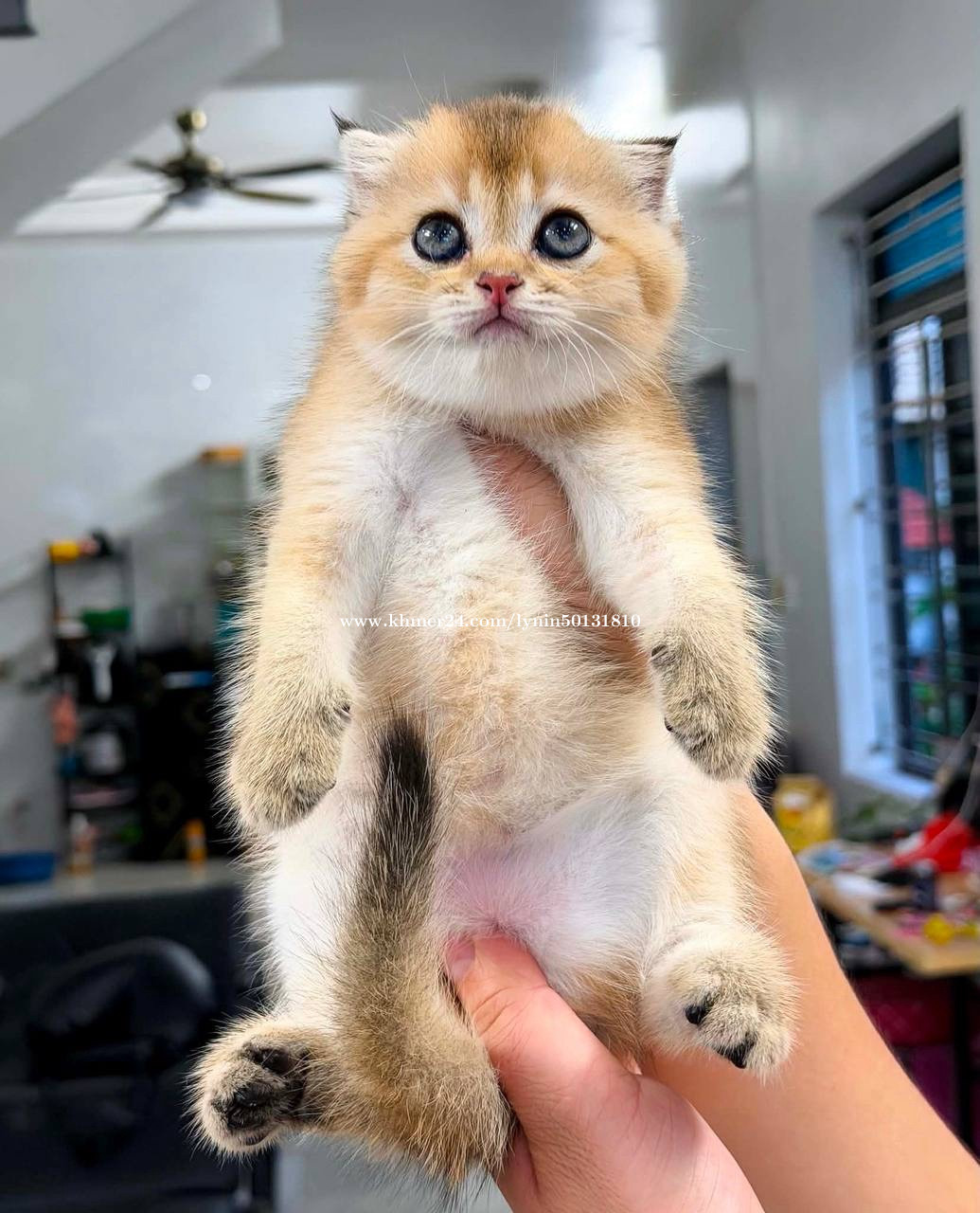 ๐ฑโจ Golden Shaded Baby Available โจ๐ฑ