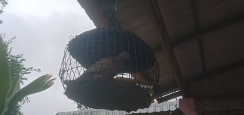 លលកចេះបូល.លក់ទាំង៣