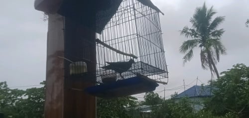 លលកចេះបូល.លក់ទាំង៣