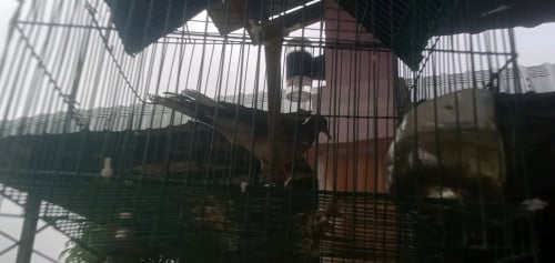 លលកចេះបូល.លក់ទាំង៣