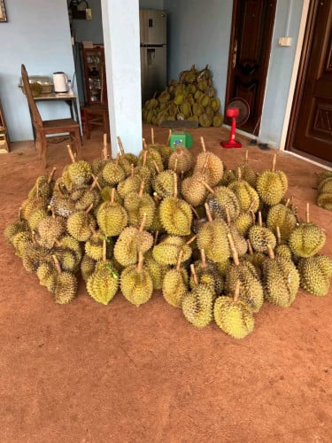 ផ្លែឈើធម្មជាតិពិតៗទីតាំងស្រុកស្រែអំបិល ខេត្តកោះកុង មានបោះដុំនិងលក់រាយ លេខទូរទូរសព្ទ