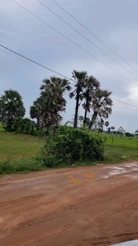 ដីលក់បន្ទាន់នៅក្រុងឧដុង្គម៉ែជ័យ10000