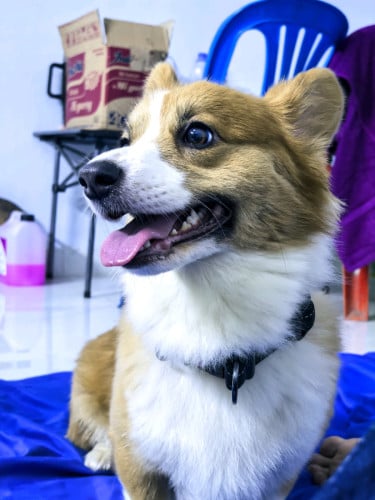 ខ្ញុំមានកូនស្រី ពូជ Cardigan Welsh Corgi ចង់បង្កាត់ពូជ