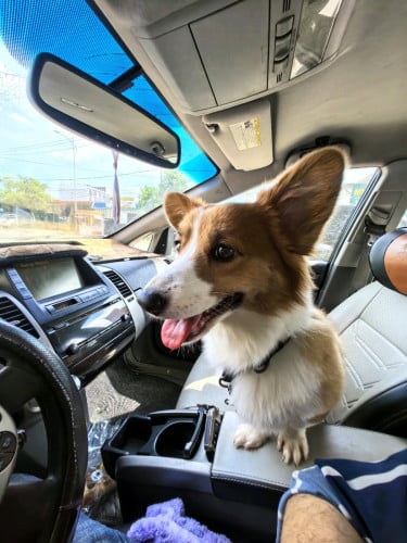ខ្ញុំមានកូនស្រី ពូជ Cardigan Welsh Corgi ចង់បង្កាត់ពូជ
