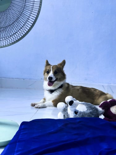 ខ្ញុំមានកូនស្រី ពូជ Cardigan Welsh Corgi ចង់បង្កាត់ពូជ