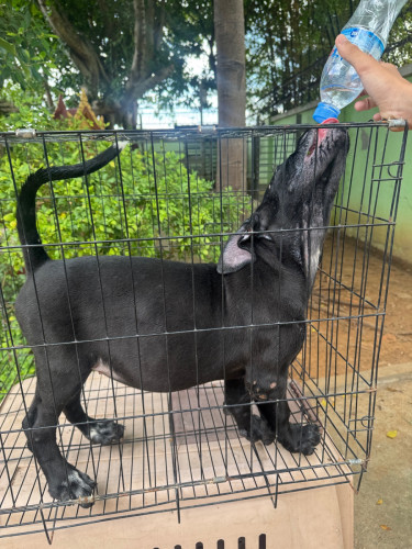 កូនGreat Dane ញី