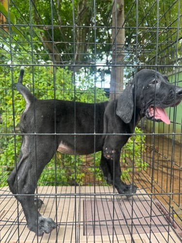 កូនGreat Dane ញី
